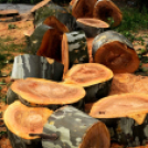 Városi Strandfürdő - Tereprendezés I.