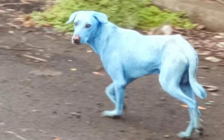 Kékre festette a kutyák szőrét egy indiai gyár környezetszennyezése 