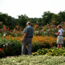 Együttműködésbe kezdett a csemői Marosi Faiskola és a Nemzeti Agrárkutatási és Innovációs Központ