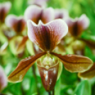 Orchideák éjszakája az Oázis kertészetben