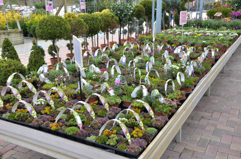 Oázis Kertészeti Áruház