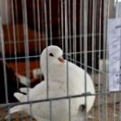 Galambkiállítás Cegléden