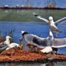 A Duna-Delta Szárazföldi- és Vízi Madárvilága