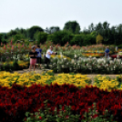 Együttműködésbe kezdett a csemői Marosi Faiskola és a Nemzeti Agrárkutatási és Innovációs Központ