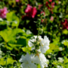 Színpompás bemutató