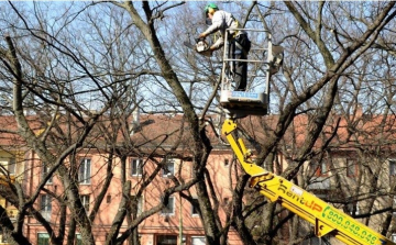 Elkezdődtek a fasori munkálatok a városban
