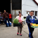 6 ezer palánta a Szebb-virágosabb Ceglédért 🌼