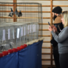 Galambkiállítás Cegléden