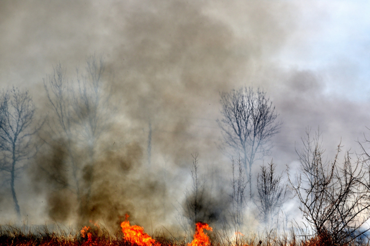 Száraz növényzet égett