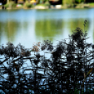 Éhmann Ferenc Horgászverseny