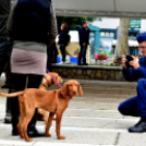 Ünnepeltek a vadászok