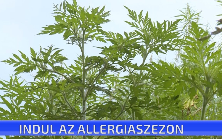 Indul az allergiaszezon