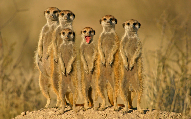 Szombattól ismét HŐSÉGRIADÓ!