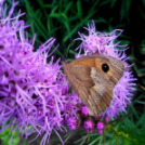 Telefonfotók - Ceglédi hangulatok