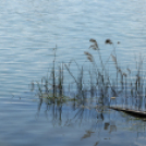 Éhmann Ferenc Emlék Kupa