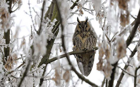 4 millió rágcsálót ettek meg