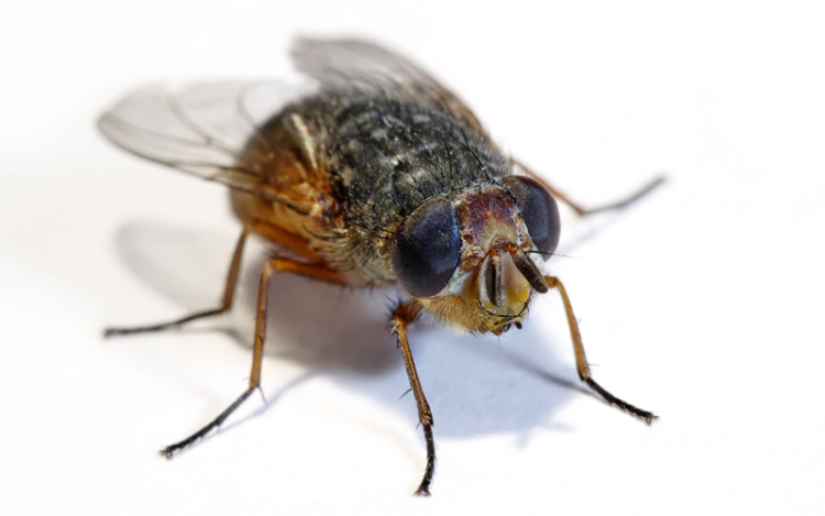 Korlátozzák a legyek számát Kínában