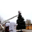 Fenyőfaállítás a Szabadság téren