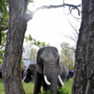 Elefántok érkeztek a Vörösmarty térre