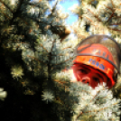 A város karácsonyfája