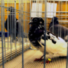 Ceglédi galamb mustra