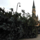 Felállították a város karácsonyfáját