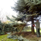 Megérkezett a város karácsonyfája