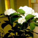 Magyarország első Bach orgonája a ceglédi evangélikus templomban.