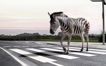 Jönnek az új zebrák Ceglédre