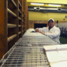 Ceglédi galamb mustra