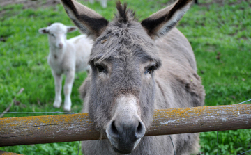 Rendőrségi ügy lett a háziállat cseréből