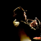 Múzeumok éjszakája Cegléden