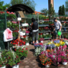 Csemői - Anyám tyúkja