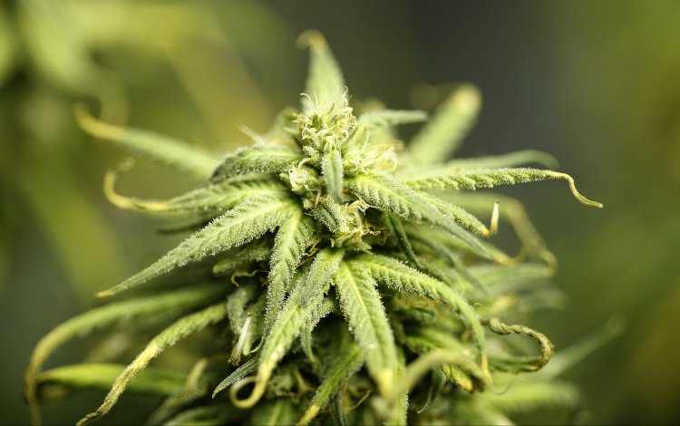 Megbukott a marihuánát termesztő ceglédi pár