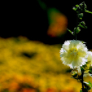 Színpompás bemutató