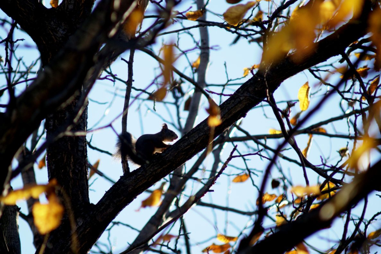 Ceglédi mókuscsalád