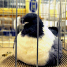 Ceglédi galamb mustra