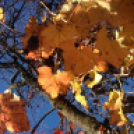 Halló Cegléd! - telefonfotók