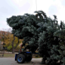 Felállították a város karácsonyfáját