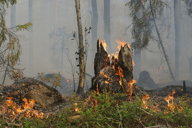 Erdőtűz miatt több szállodából evakuálták a turistákat a horvát tengerparton