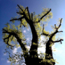 Telefonfotók - Ceglédi hangulatok