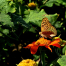 Együttműködésbe kezdett a csemői Marosi Faiskola és a Nemzeti Agrárkutatási és Innovációs Központ
