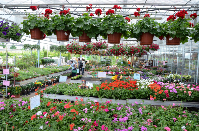 Oázis Kertészeti Áruház