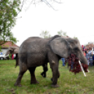 Elefántok érkeztek a Vörösmarty térre