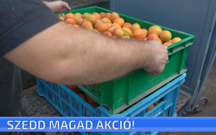 Szedd magad akció!