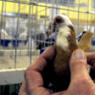 Ceglédi galamb mustra