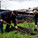 Két új magnóliafát ültettek