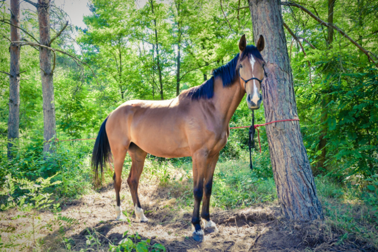 II. Ceglédi Vágta - kísérő rendezvények