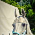 II. Ceglédi Vágta - kísérő rendezvények