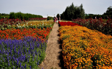 Együttműködésbe kezdett a csemői Marosi Faiskola és a Nemzeti Agrárkutatási és Innovációs Központ